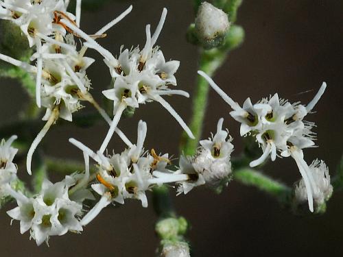 Eupatorium_hyssopifolium_florets.jpg