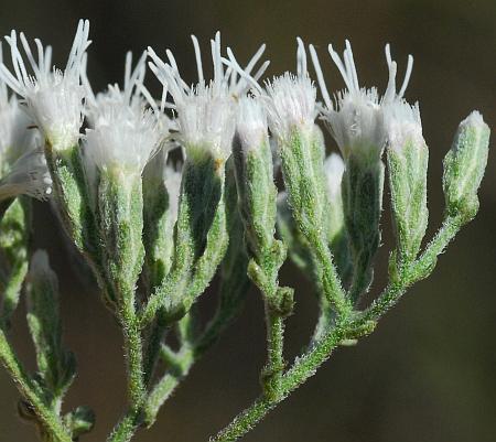 Eupatorium_hyssopifolium_heads.jpg