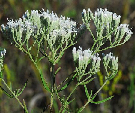 Eupatorium_hyssopifolium_inflorescence.jpg