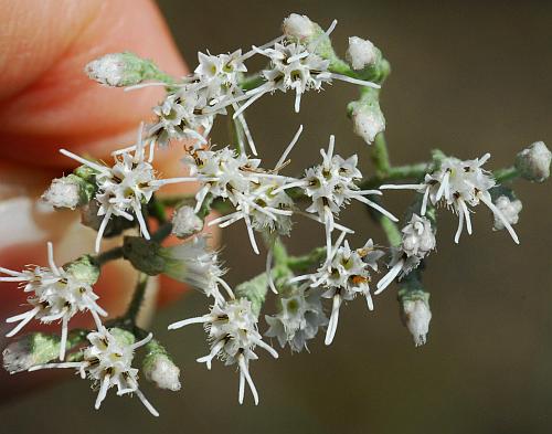 Eupatorium_hyssopifolium_inflorescence2.jpg