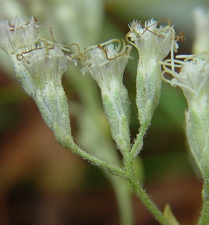 Eupatorium_hyssopifolium_involucre.jpg