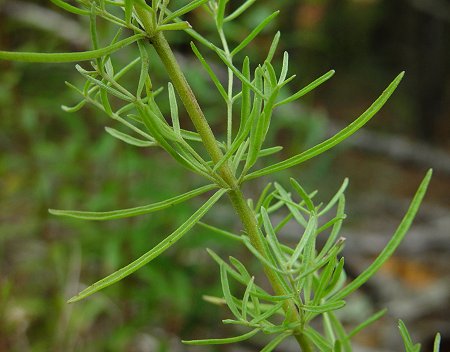 Eupatorium_hyssopifolium_node.jpg