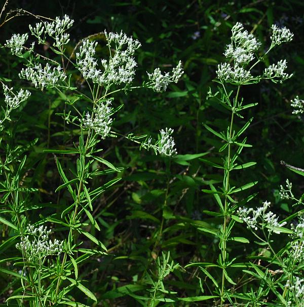 Eupatorium_hyssopifolium_plant.jpg