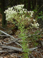 Eupatorium hyssopifolium thumbnail