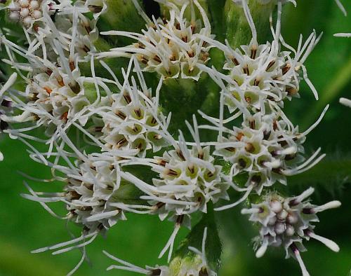 Eupatorium_perfoliatum_florets.jpg