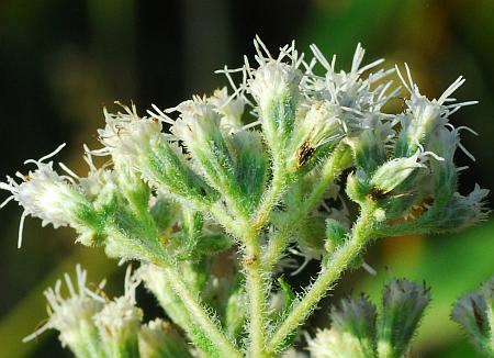 Eupatorium_perfoliatum_florets2.jpg