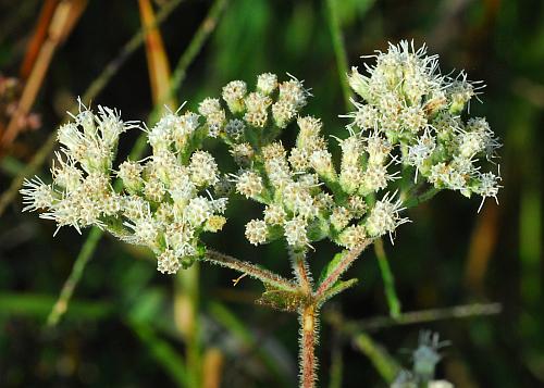 Eupatorium_perfoliatum_inflorescence.jpg