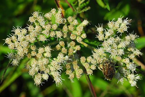 Eupatorium_perfoliatum_inflorescence2.jpg