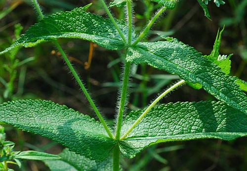 Eupatorium_perfoliatum_leaves.jpg