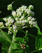 Eupatorium perfoliatum thumbnail