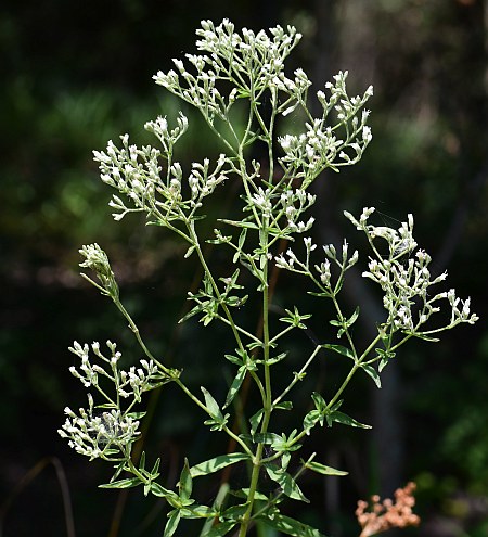 Eupatorium_semiserratum_inflorescence.jpg