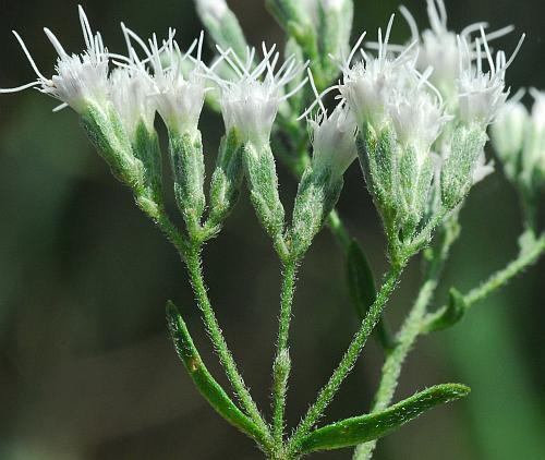 Eupatorium_semiserratum_involucres.jpg