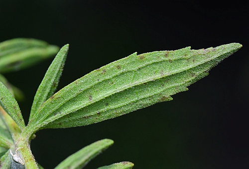 Eupatorium_semiserratum_leaf.jpg