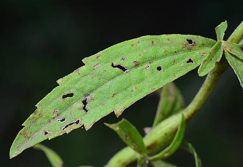 Eupatorium_semiserratum_leaf1.jpg