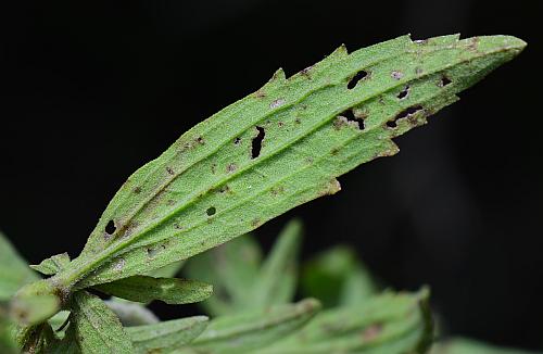 Eupatorium_semiserratum_leaf2.jpg