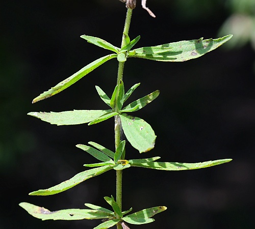 Eupatorium_semiserratum_leaves.jpg