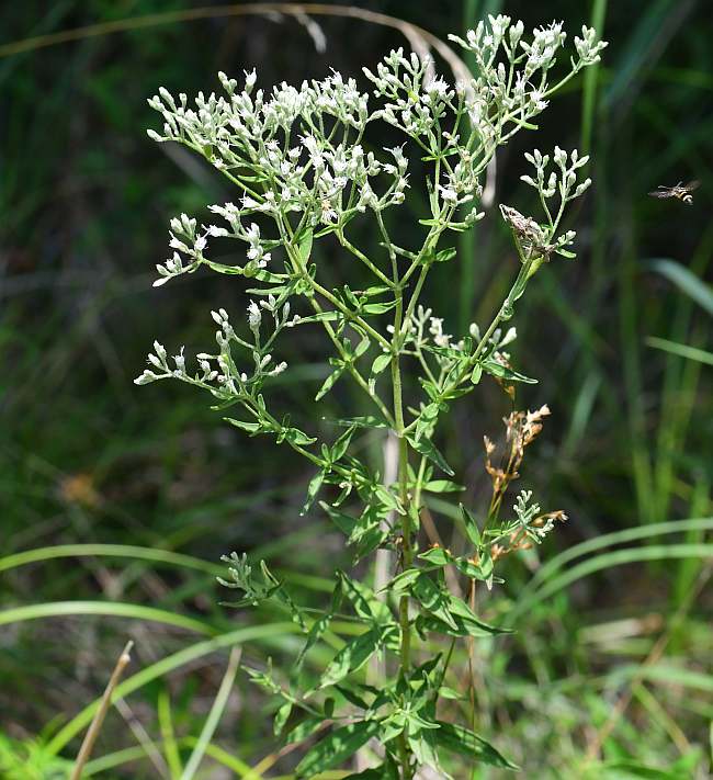 Eupatorium_semiserratum_plant.jpg