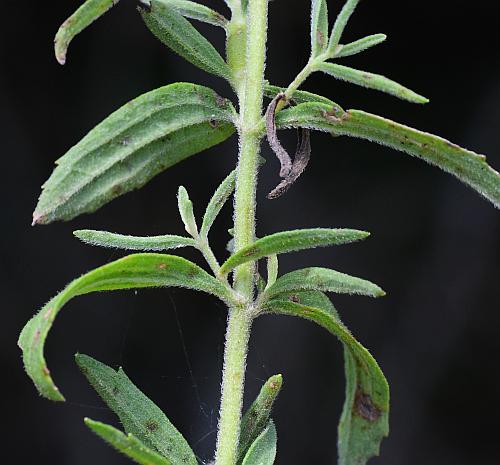 Eupatorium_semiserratum_stem.jpg