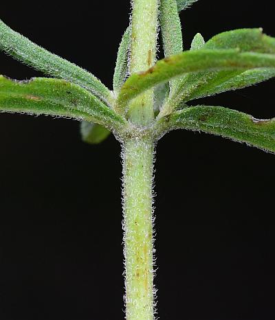 Eupatorium_semiserratum_stem2.jpg