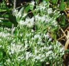 Eupatorium semiserratum thumbnail