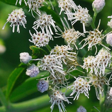 Eupatorium_serotinum_florets.jpg