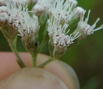 Eupatorium_serotinum_flowers.jpg