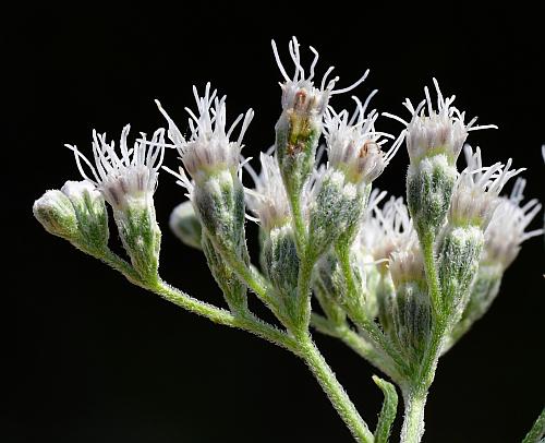 Eupatorium_serotinum_heads.jpg