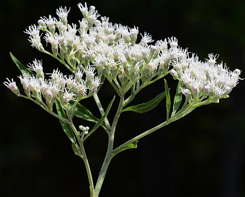 Eupatorium_serotinum_inflorescence1.jpg