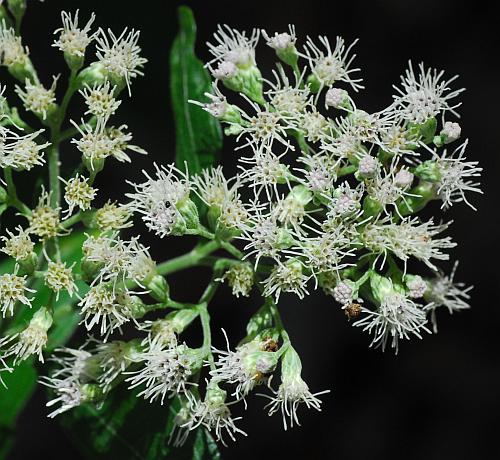 Eupatorium_serotinum_inflorescence2.jpg