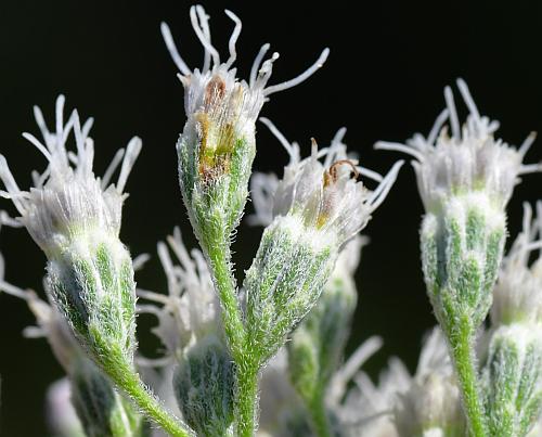 Eupatorium_serotinum_involucres.jpg