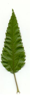 Eupatorium_serotinum_leaf.jpg