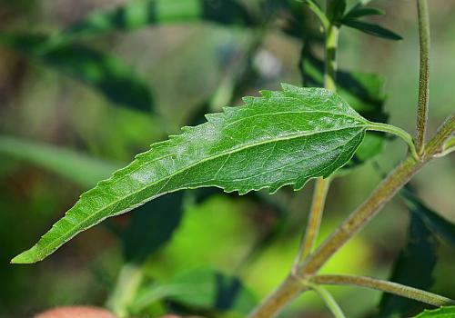 Eupatorium_serotinum_leaf1.jpg