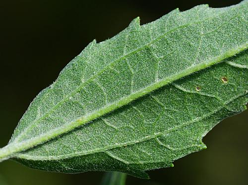 Eupatorium_serotinum_leaf2.jpg