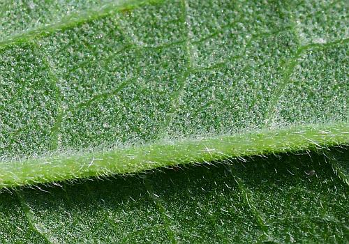 Eupatorium_serotinum_leaf2a.jpg