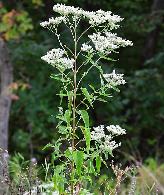 Eupatorium_serotinum_plant.jpg