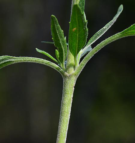 Eupatorium_serotinum_stem.jpg