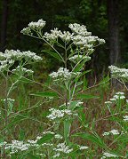 Eupatorium serotinum thumbnail