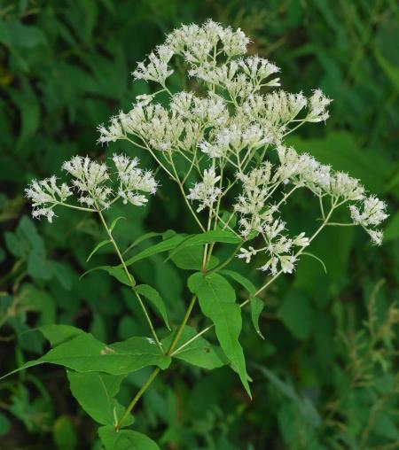 Eupatorium_sessilifolium_inflorescence.jpg