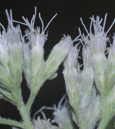 Eupatorium_sessilifolium_involucre.jpg