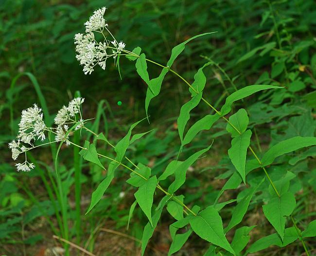 Eupatorium_sessilifolium_plant.jpg