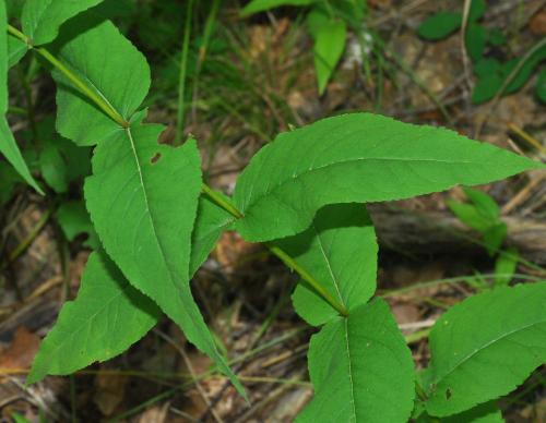 Eupatorium_sessilifolium_stem.jpg