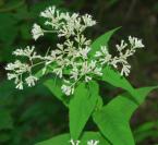 Eupatorium sessilifolium thumbnail