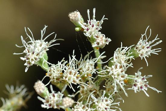 Eupatorium_xtruncatum_florets.jpg