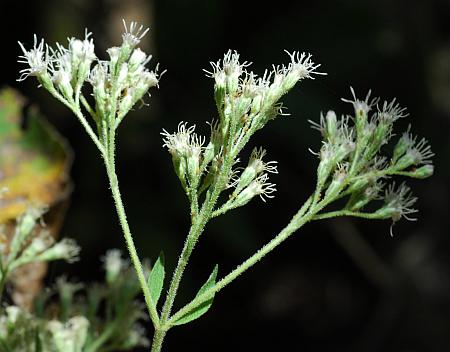 Eupatorium_xtruncatum_inflorescence.jpg