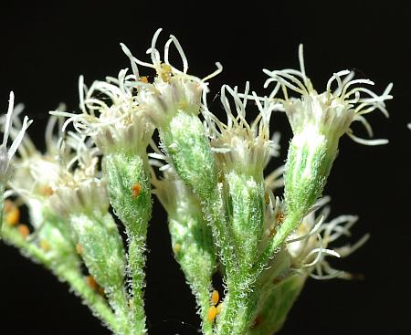 Eupatorium_xtruncatum_involucres.jpg