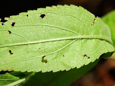 Eupatorium_xtruncatum_leaf2.jpg