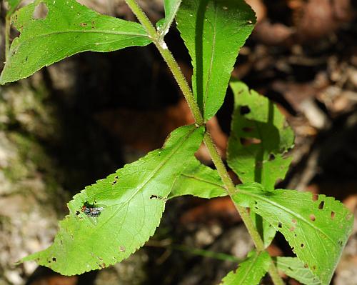 Eupatorium_xtruncatum_leaves.jpg