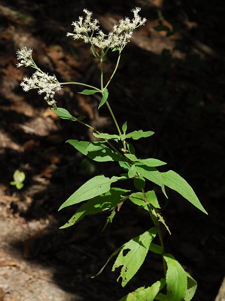 Eupatorium_xtruncatum_plant.jpg