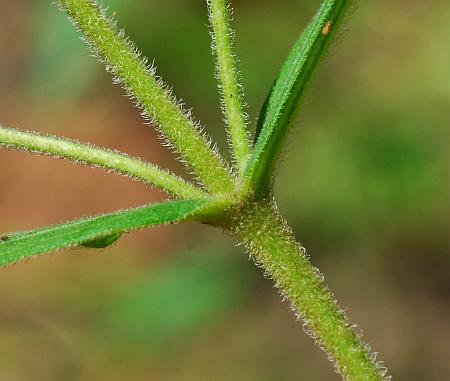 Eupatorium_xtruncatum_stem.jpg