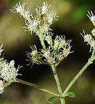 Eupatorium xtruncatum thumbnail